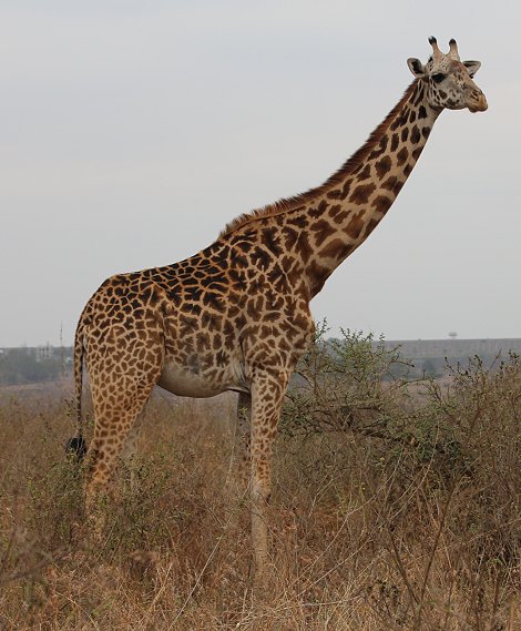 Masai Giraffe im Nairobi Park