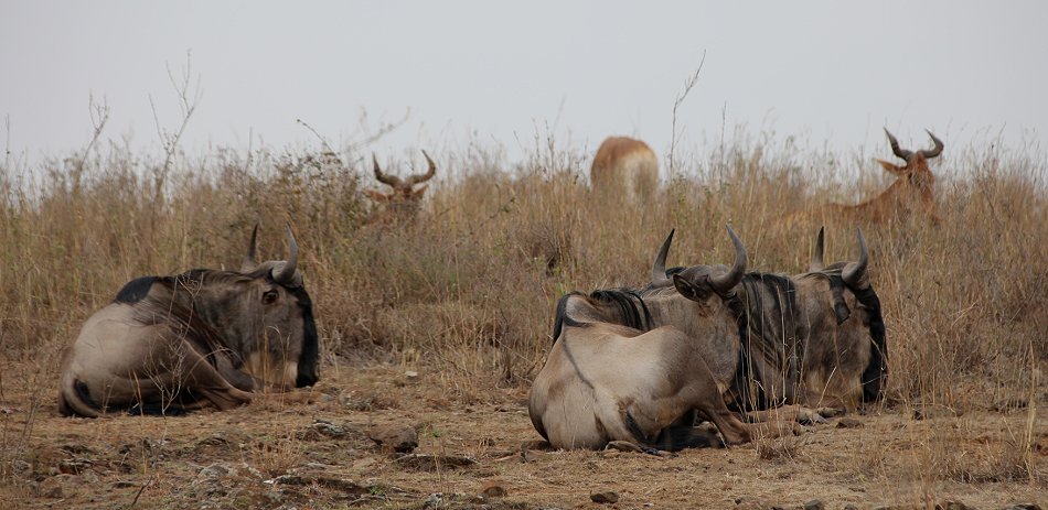 Weissbartgnus im Nairobi Park