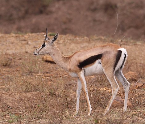 Grantgazelle im Nairobi Park