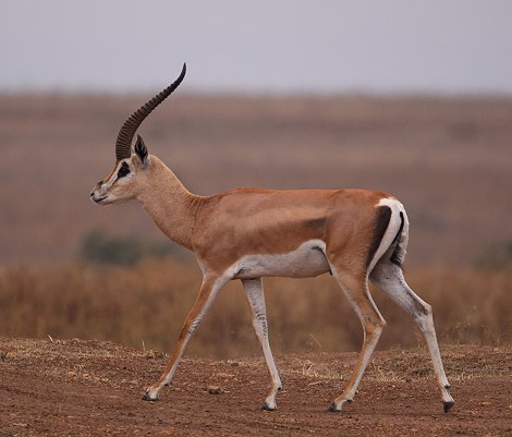 Grantgazellen Bock im Nairobi Park