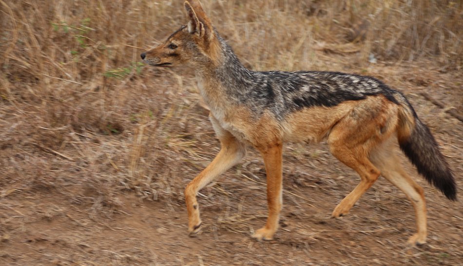 Schabrackenschakale im Nairobi National Park