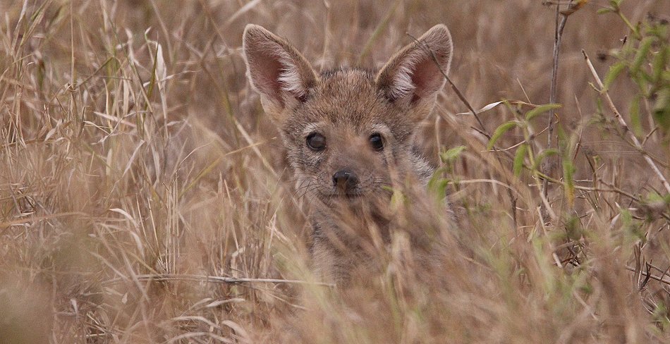 Schabrackenschakale im Nairobi National Park