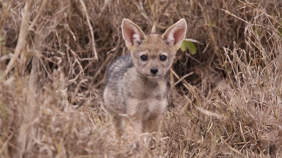 Schabrackenschakale im Nairobi National Park