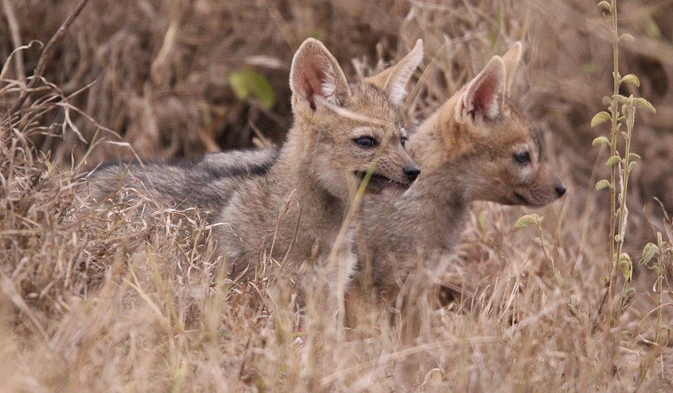 Schabrackenschakale im Nairobi National Park