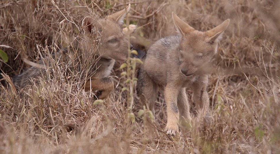 Schabrackenschakale im Nairobi National Park