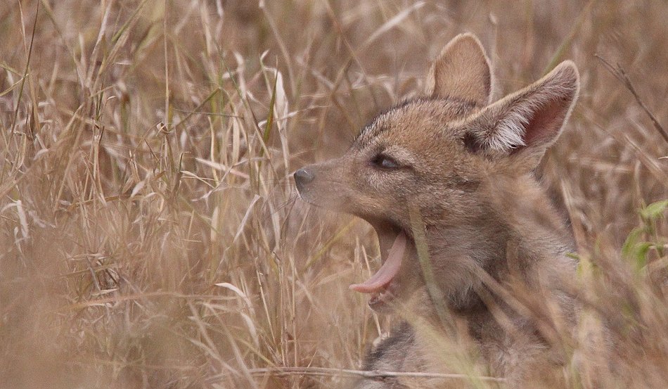 Schabrackenschakale im Nairobi National Park
