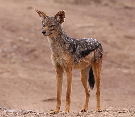 Schabrackenschakale im Nairobi National Park