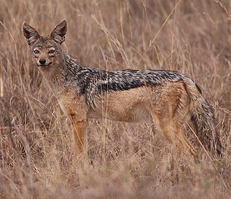Schabrackenschakale im Nairobi National Park