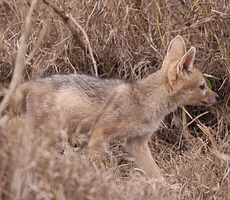 Schabrackenschakale im Nairobi National Park
