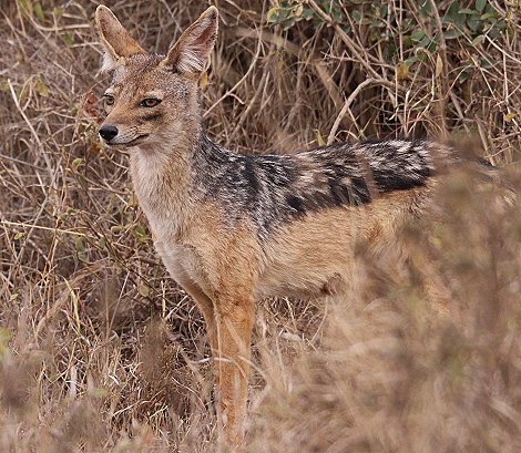 Schabrackenschakale im Nairobi National Park