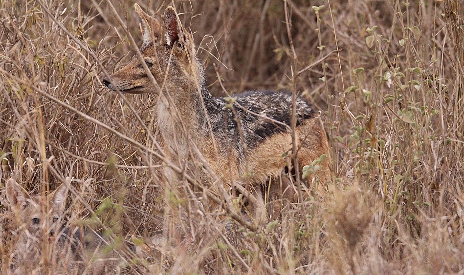 Schabrackenschakale im Nairobi National Park