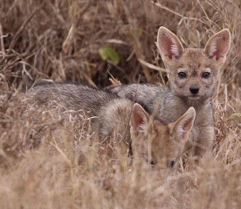 Schabrackenschakale im Nairobi National Park
