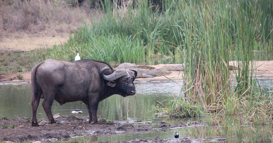 Kaffernbüffel und Nilkrokodile im Nairobi National Park