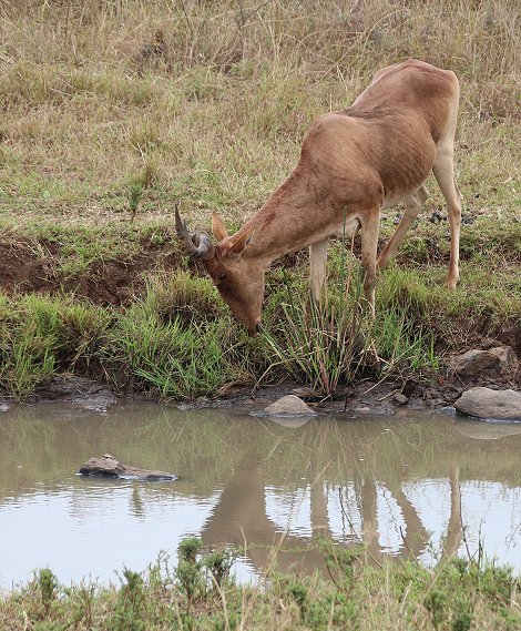 Kongoni Antilope im Nairobi Park