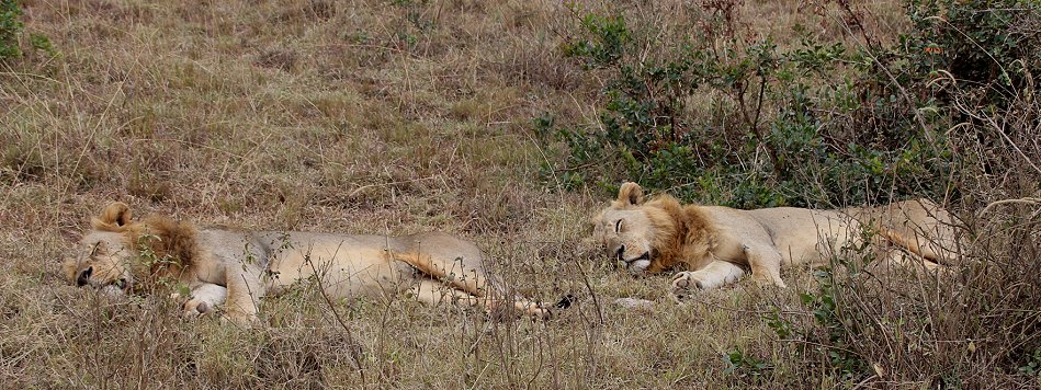 Löwen im Nairobi National Park