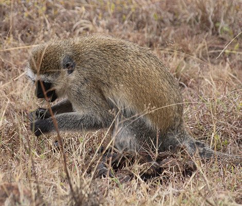 Grüne Meerkatze im Nairobi Park