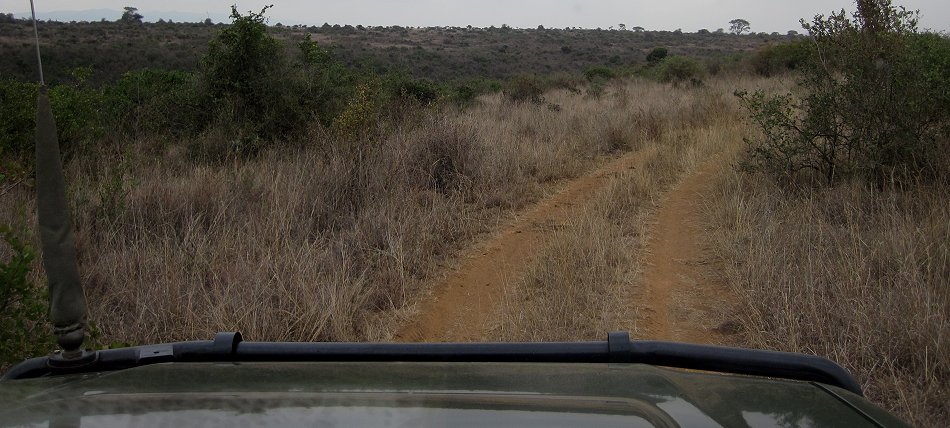 Pirschfahrt im Nairobi National Park