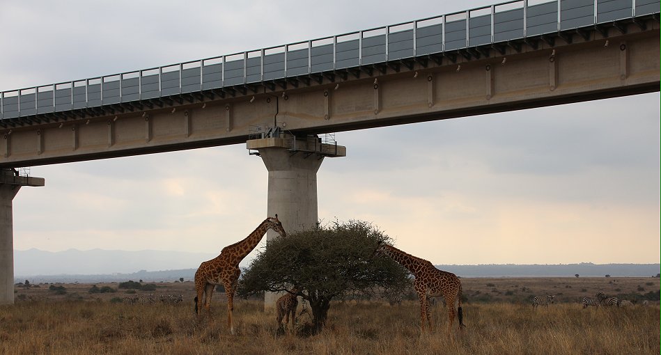im Nairobi National Park