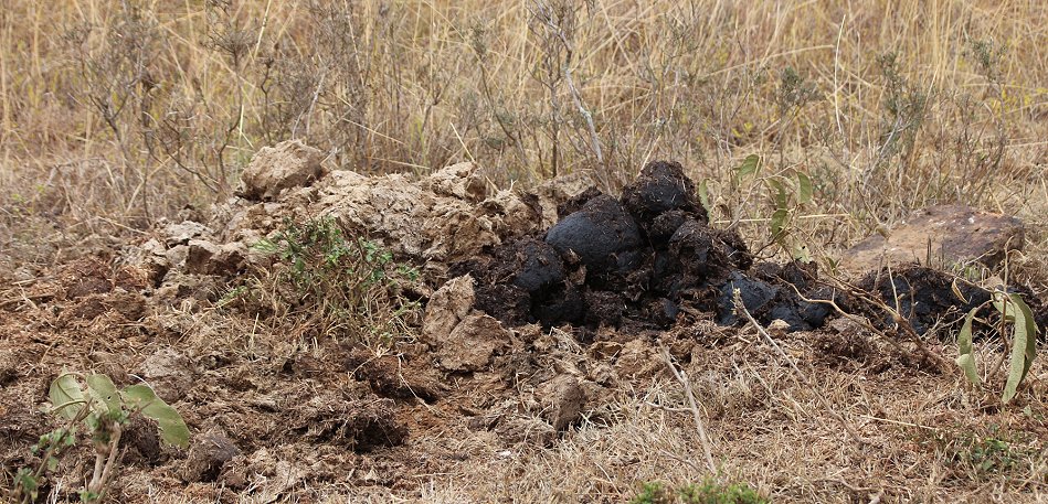 Nashorn Dung im Nairobi National Park