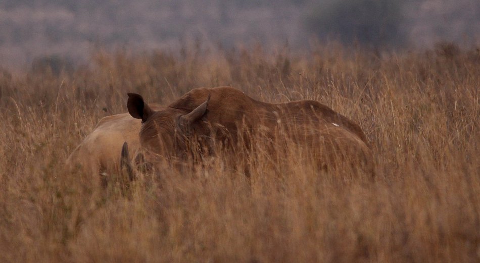 Breitmaulnashorn im Nairobi National Park