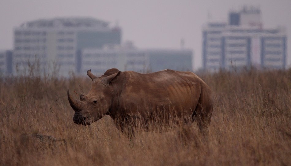 Breitmaulnashorn im Nairobi National Park
