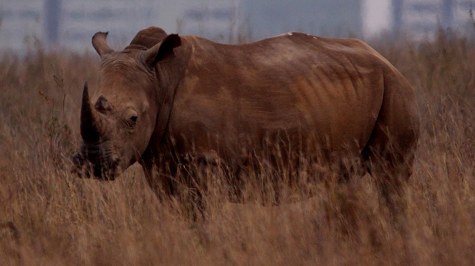 Breitmaulnashorn im Nairobi National Park