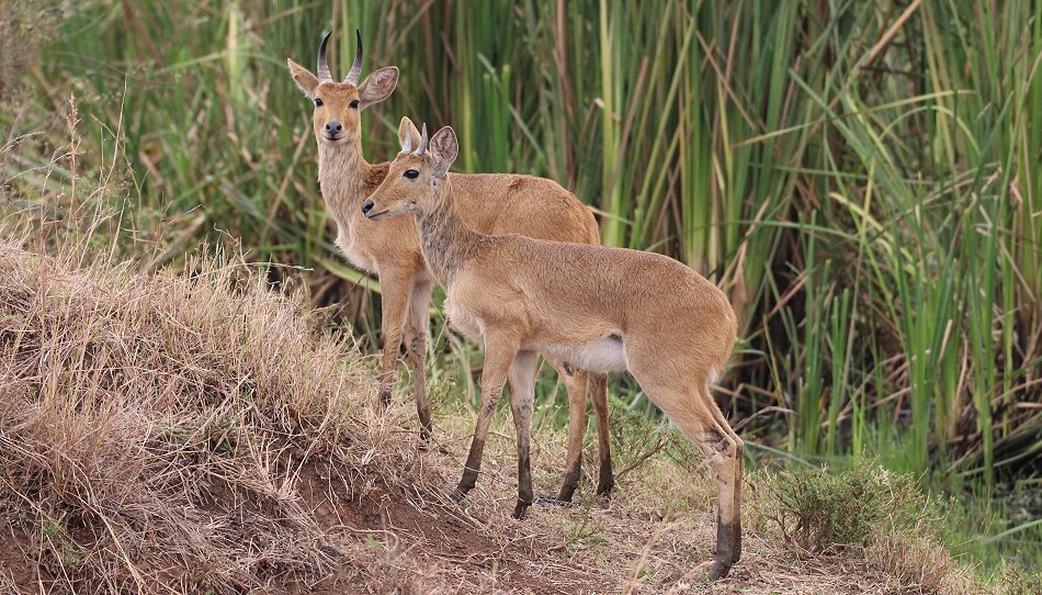 Riedböcke im Nairobi Park