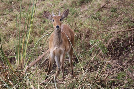 Riedbock im Nairobi National Park