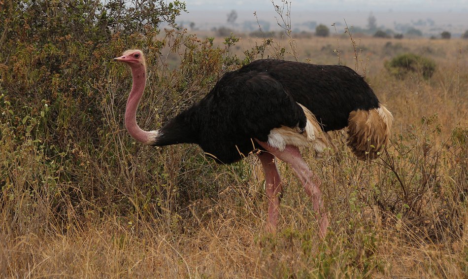 Vogelstrauss im Nairobi Park