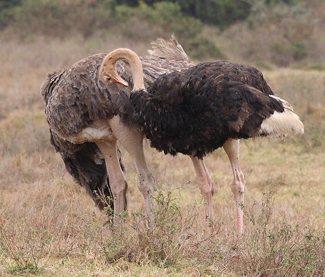 Vogelstrauss im Nairobi Park
