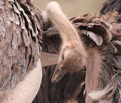 Vogelstrauss im Nairobi Park