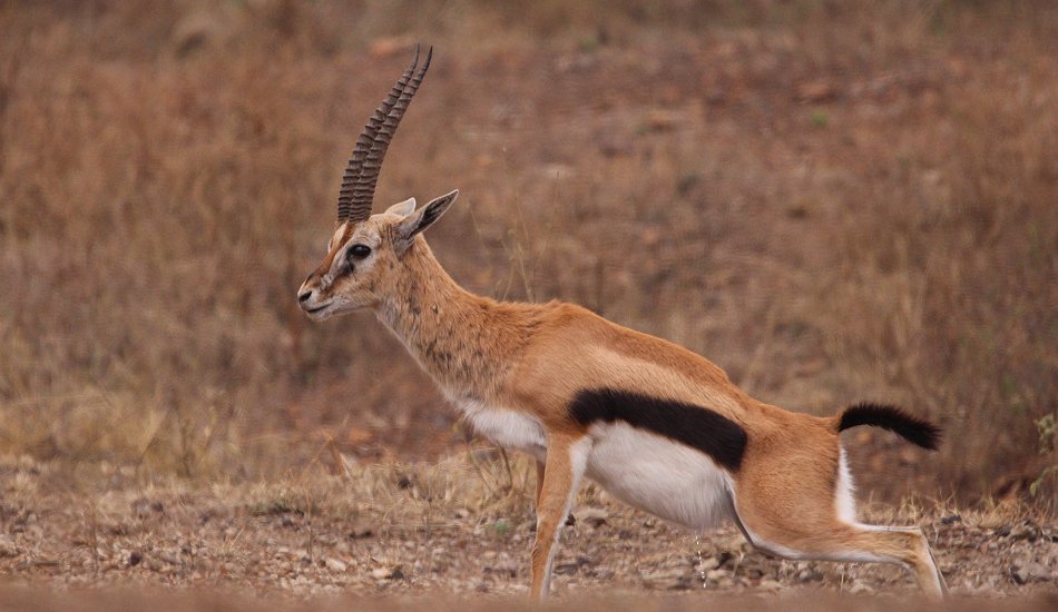 Thomson Gazelle im Nairobi Park