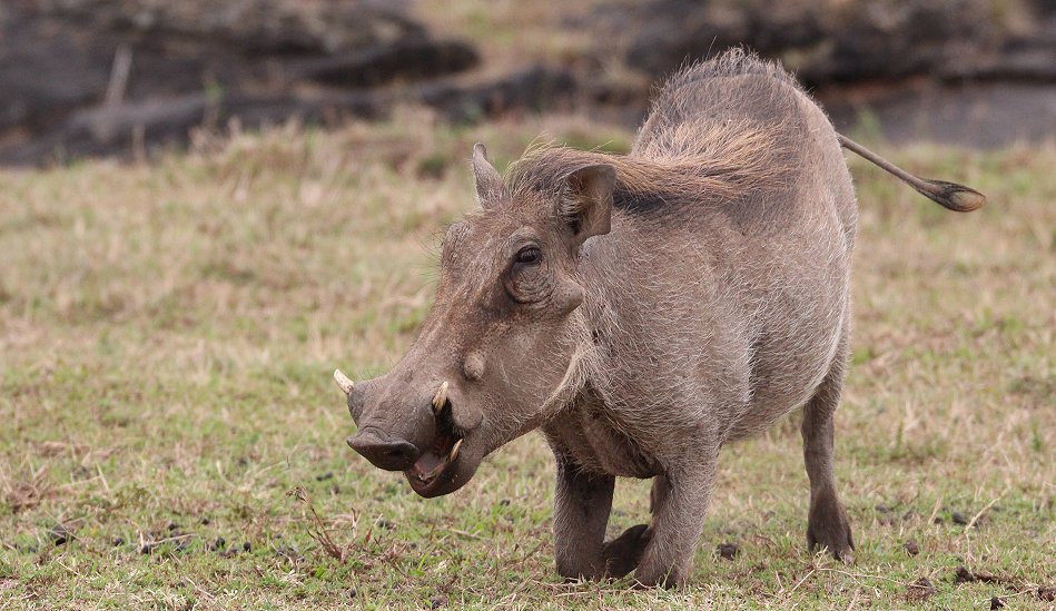 Warzenschwein im Nairobi National Park