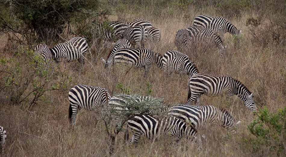 Zebras im Nairobi Park