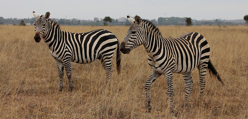 Zebras im Nairobi Park