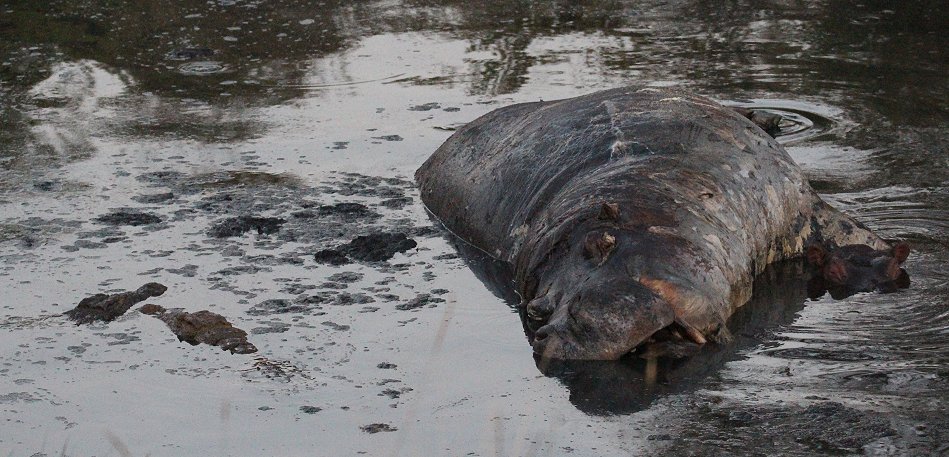 fleisch fressende Flusspferde
