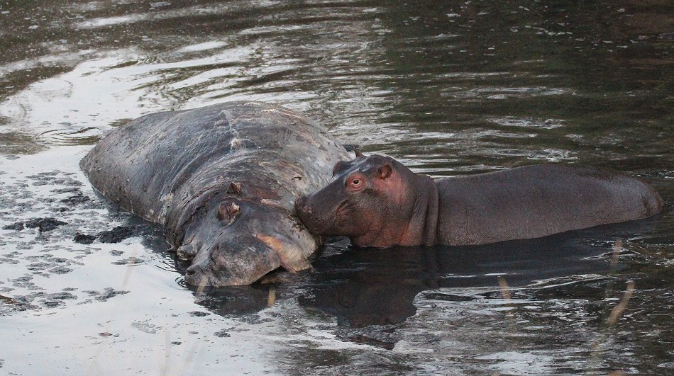 fleisch fressende Flusspferde