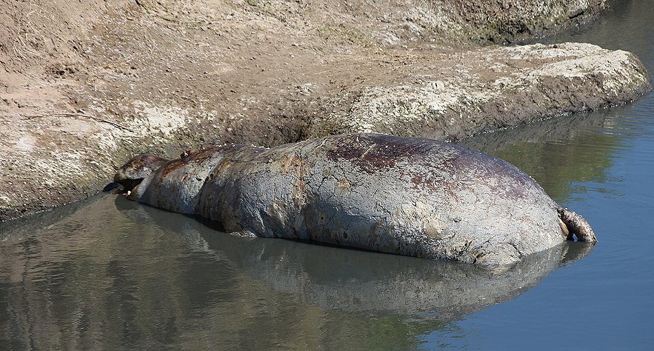 fleisch fressende Flusspferde