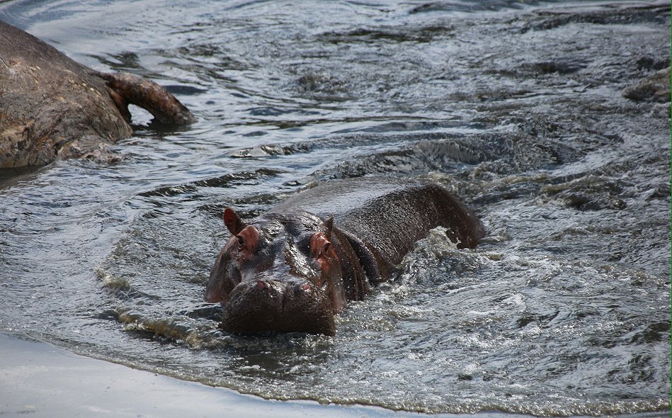 fleisch fressende Flusspferde