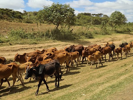 unterwegs in die Masai Mara