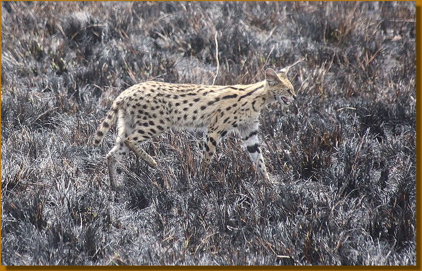 Serval Männchen auf verbrannter Erde nach Buschfeuer