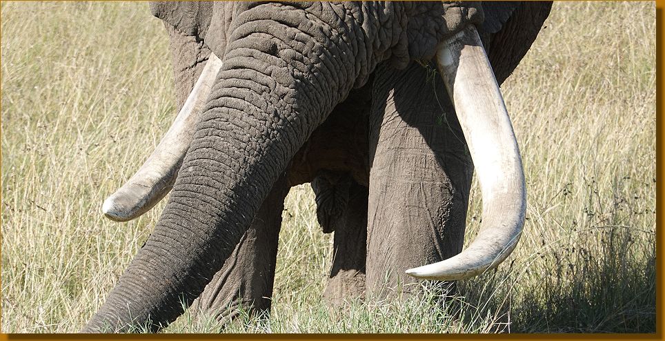 Elefanten hautnah, Masai Mara
