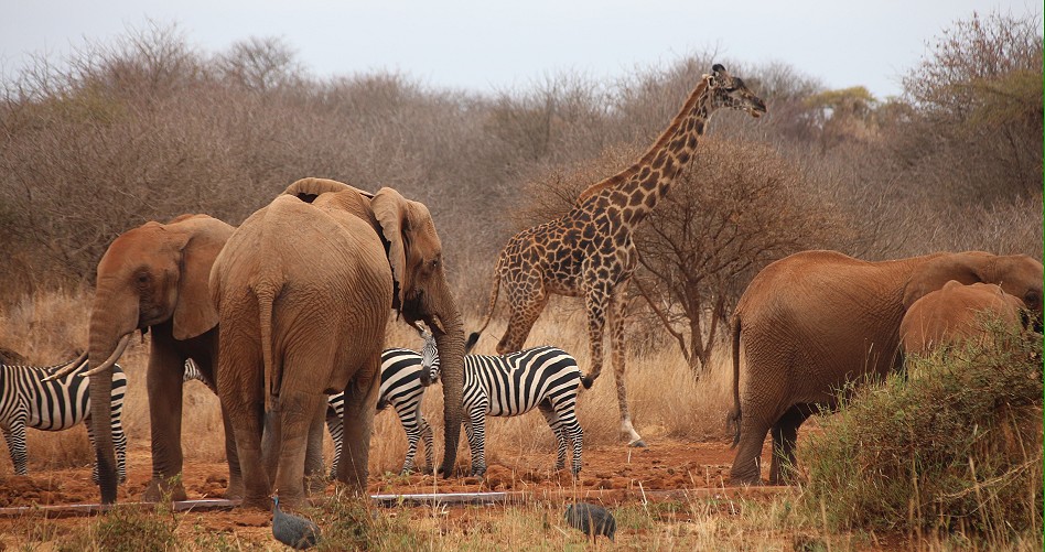 Großwild am Wasserloch im Amboseli Bush Camp