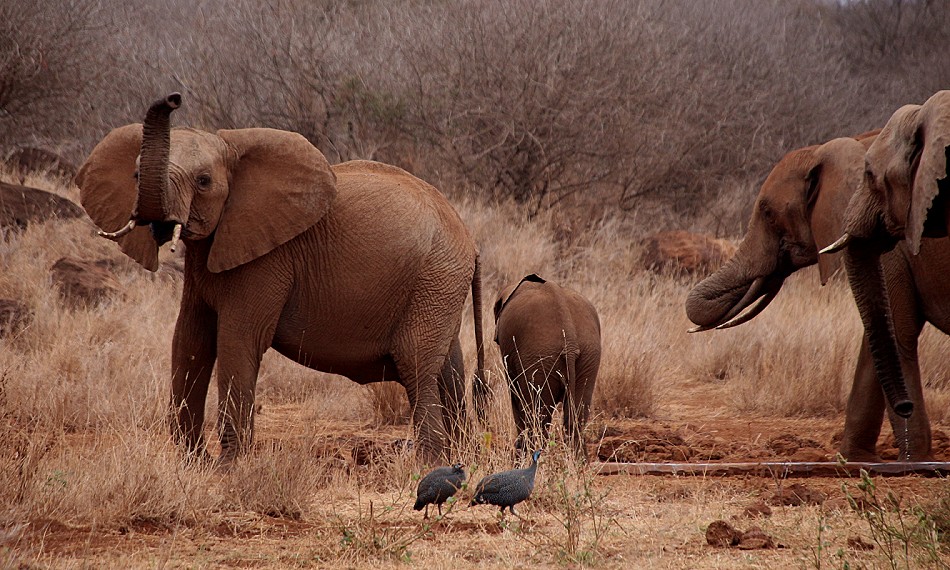 rote Elefanten am Wasserloch im Amboseli Bush Camp