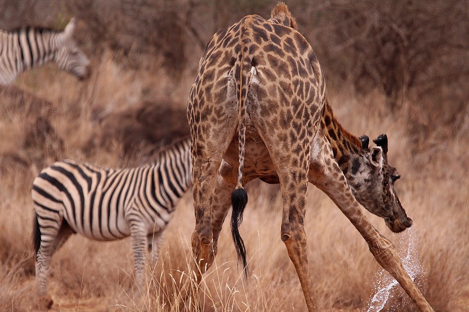 Giraffen am Wasserloch im Amboseli Bush Camp