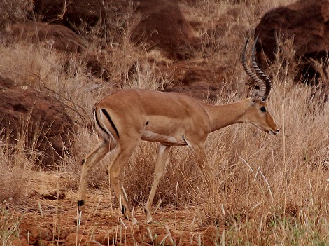 Impala Bock