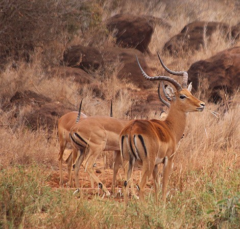 Impala Böcke