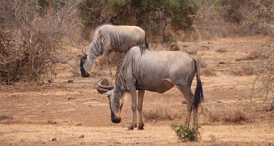 Weissbartgnus am Rande des Amboseli