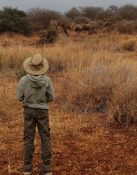 Giraffen Wasserloch im Amboseli Bush Camp