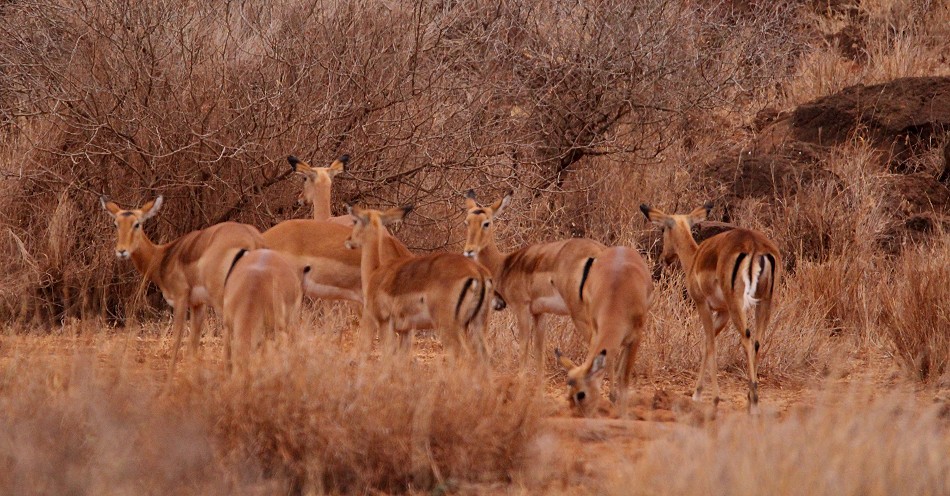 Amboseli Bush Camp - Self Catering Camp - Kimana, Amboseli